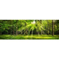 ФабрикаФресок Солнечный Зеленый Весенний Лес 1098270 (800x270) Image #1