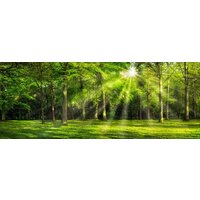 ФабрикаФресок Солнечный Зеленый Весенний Лес 1097270 (700x270)