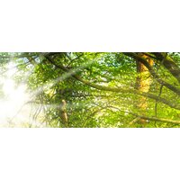 ФабрикаФресок Солнечный Зеленый Весенний Лес 1097270 (700x270) Image #2