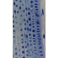 Bresser Erudit Basic 40–400x 73761 Image #19