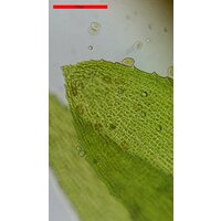 Bresser Erudit Basic 40–400x 73761 Image #18