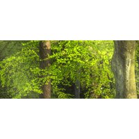 ФабрикаФресок Солнечный Зеленый Весенний Лес 1096270 (600x270) Image #2