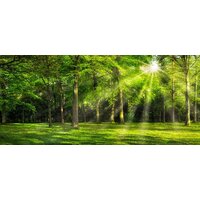 ФабрикаФресок Солнечный Зеленый Весенний Лес 1096270 (600x270) Image #1