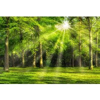 ФабрикаФресок Солнечный Зеленый Весенний Лес 1094270 (400x270)