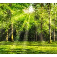 ФабрикаФресок Солнечный Зеленый Весенний Лес 1093270 (300x270) Image #1