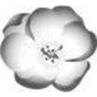 Like book. Зимняя бегония. Том 1 (Тянь-эр Шуй Жу) Image #2