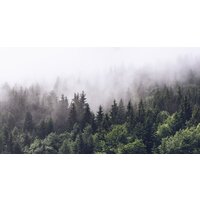 ФабрикаФресок Туманный лес 195280 (500x280)
