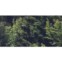 ФабрикаФресок Туманный лес 195280 (500x280) Image #2