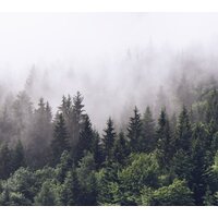 ФабрикаФресок Туманный лес 193280 (300x280)