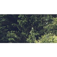 ФабрикаФресок Туманный лес 193280 (300x280) Image #2