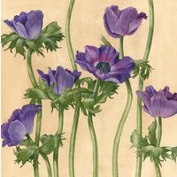 МИФ. Ботанические портреты. Практическое руководство (Шоуэлл Б.) Image #5