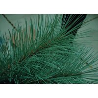 Merry Bear Келли с шишками PB 210 2.1 м Image #3