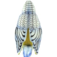 Hansa Сreation Попугай волнистый голубой 4653П (15 см) Image #4