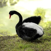 Hansa Сreation Лебедь черный 4084 (45 см) Image #7