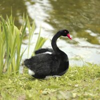 Hansa Сreation Лебедь черный 4084 (45 см) Image #6