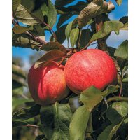 АСТ. Сидр, бренди, яблочное вино. Профессионально. Своими руками (Кузьминов А.) Image #7