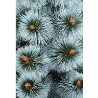 Erbis Темная с белыми кончиками 1.8 м Image #2