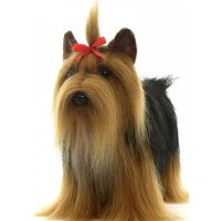 Hansa Сreation Йоркширский терьер 5909 (36 см)