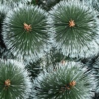 Erbis Темная с белыми кончиками 150 Image #7