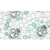 Bresser MikrOkular Full HD 73754 Image #9