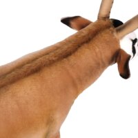 Hansa Сreation Орикс 6795 (65 см) Image #13