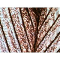 Levenhuk N80 NG Увидеть все! 29280 Image #8