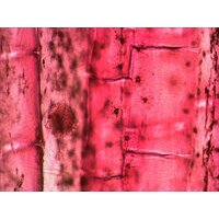 Levenhuk N80 NG Увидеть все! 29280 Image #11