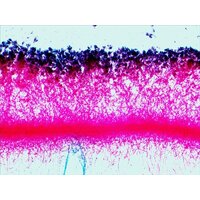 Levenhuk N80 NG Увидеть все! 29280 Image #13