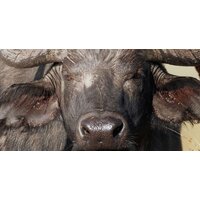 ФабрикаФресок Африканские звери 485270 (500x270) Image #3