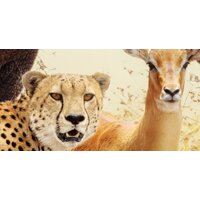 ФабрикаФресок Африканские звери 484270 (400x270) Image #2