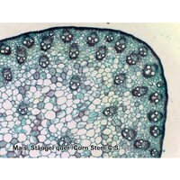 Bresser 74560 (25шт, в кейсе) Image #5