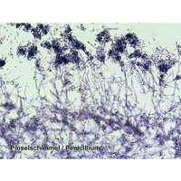 Bresser 74560 (25шт, в кейсе) Image #2