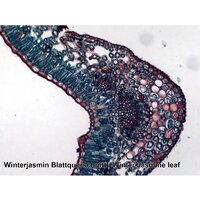 Bresser 74560 (25шт, в кейсе) Image #4