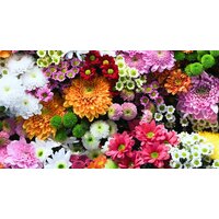 ФабрикаФресок Цветочная Оранжерея 1015270 (500x270)