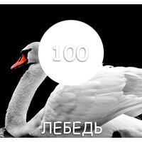 Maxima резиновая 11 кг (№100 Лебедь) Image #2