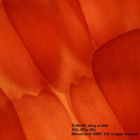 Bresser Science ADL-601P 62568 Image #7