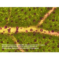 Bresser Advance ICD 10x–160x 33142 Image #2