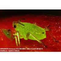 Bresser Advance ICD 10x–160x 33142 Image #3