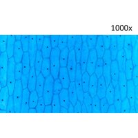 Микмед LCD 1000Х 2.0LB 30701 Image #12