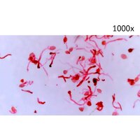 Микмед LCD 1000Х 2.0LB 30701 Image #11